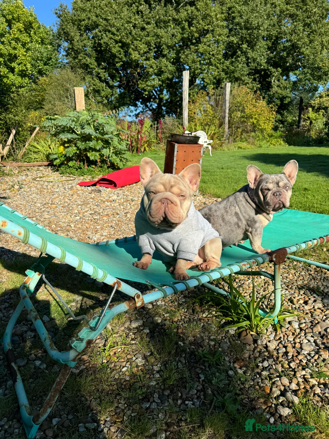 French Bulldog dogs for stud: Sharky  in Stevenage - Advert 1