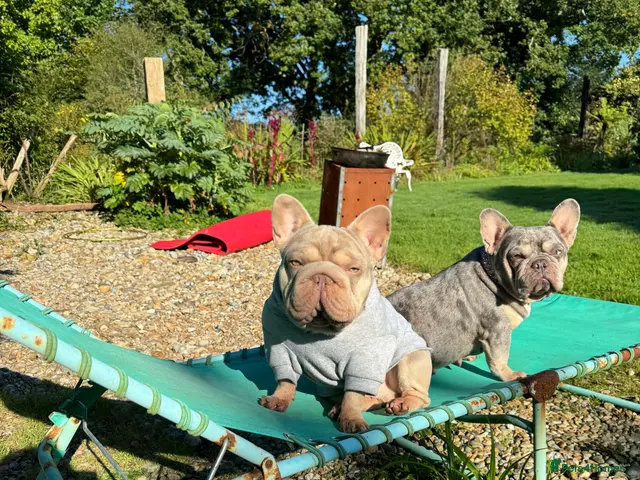 French Bulldog dogs Sharky - Advert 4