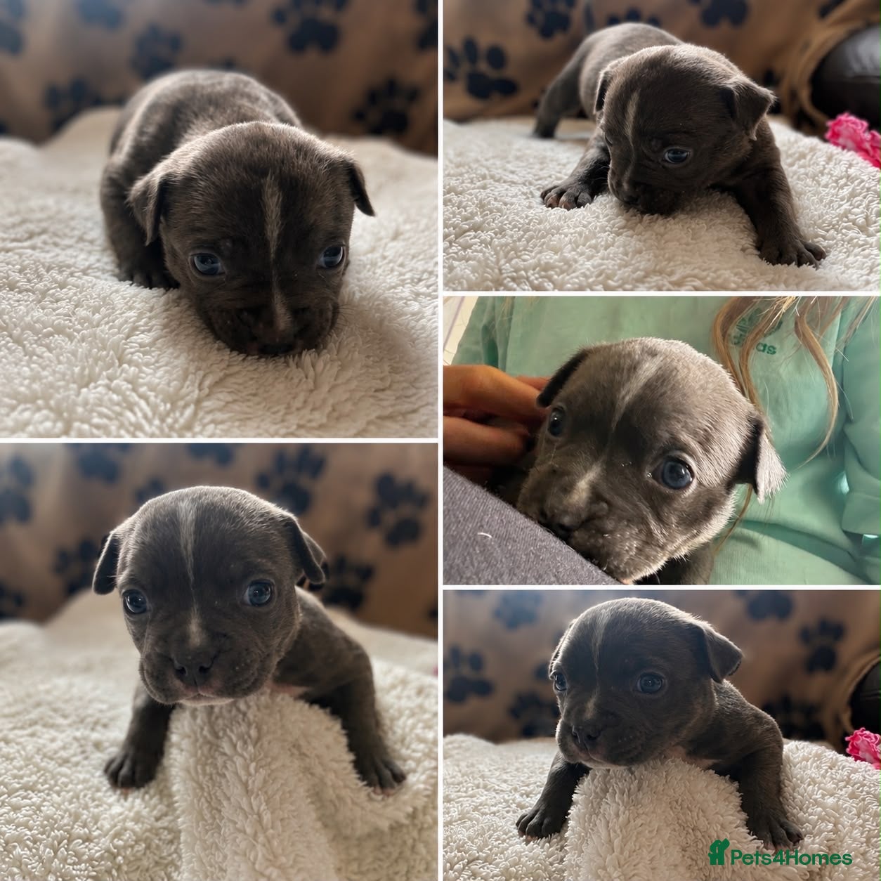 American Bully dogs American pocket bulldogs Hand reared from birth. - Advert 5