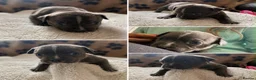 American Bully dogs for sale: American pocket bulldogs Hand reared from birth. - Advert 14