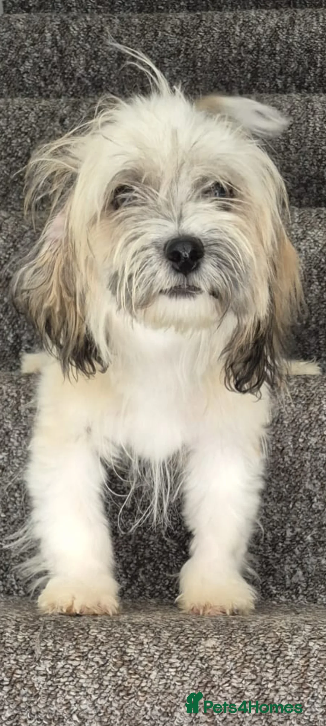 Mixed Breed dogs for adoption: ALBI 5kg small breed male.  - Advert 2