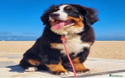 Bernese Mountain Dog dogs for sale: Beautiful Girl looking for her forever home  - Image 9