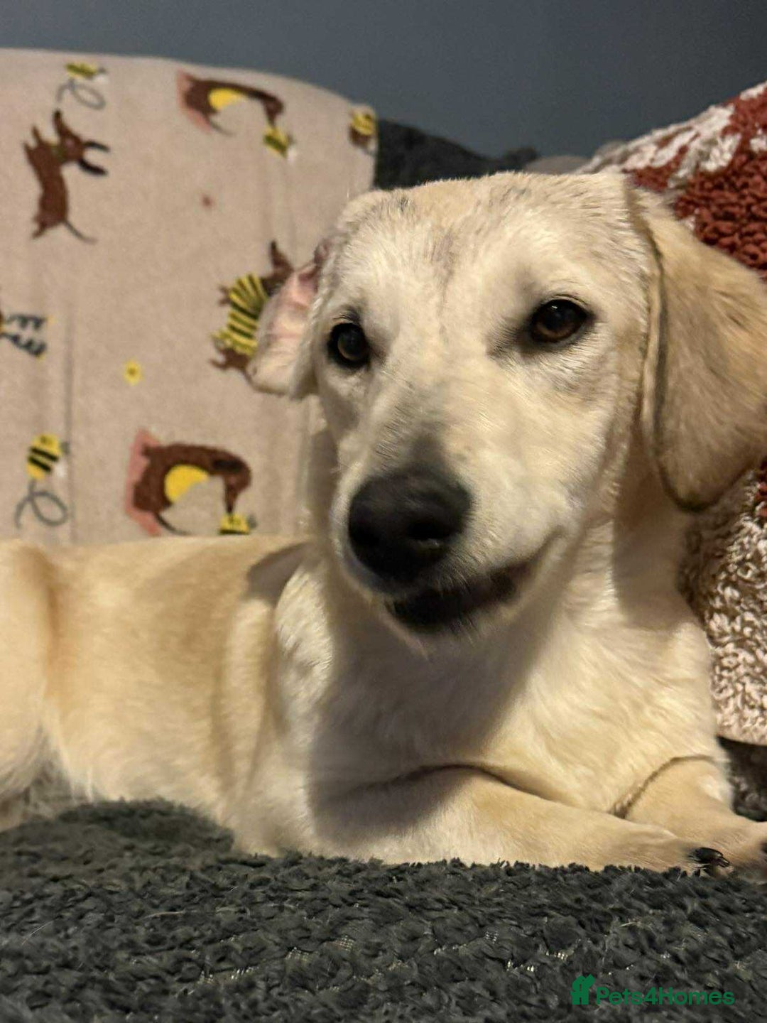 Mixed Breed dogs for adoption: ROXANNE - Advert 4