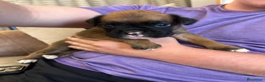 Boxer 3