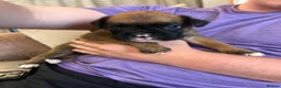Boxer dogs for sale: Beautiful long and Bob tail kc reg puppies  - Advert 14