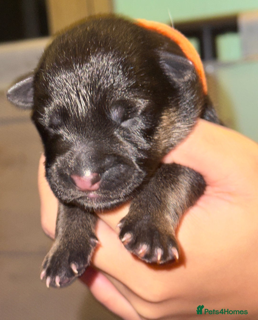 Mixed Breed dogs for sale: Belgian malinois x German Shepherd puppies  - Advert 12