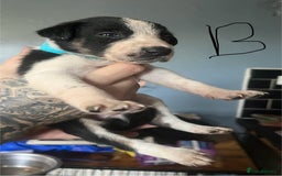Border Collie dogs for sale: Border collie puppies - Image 15