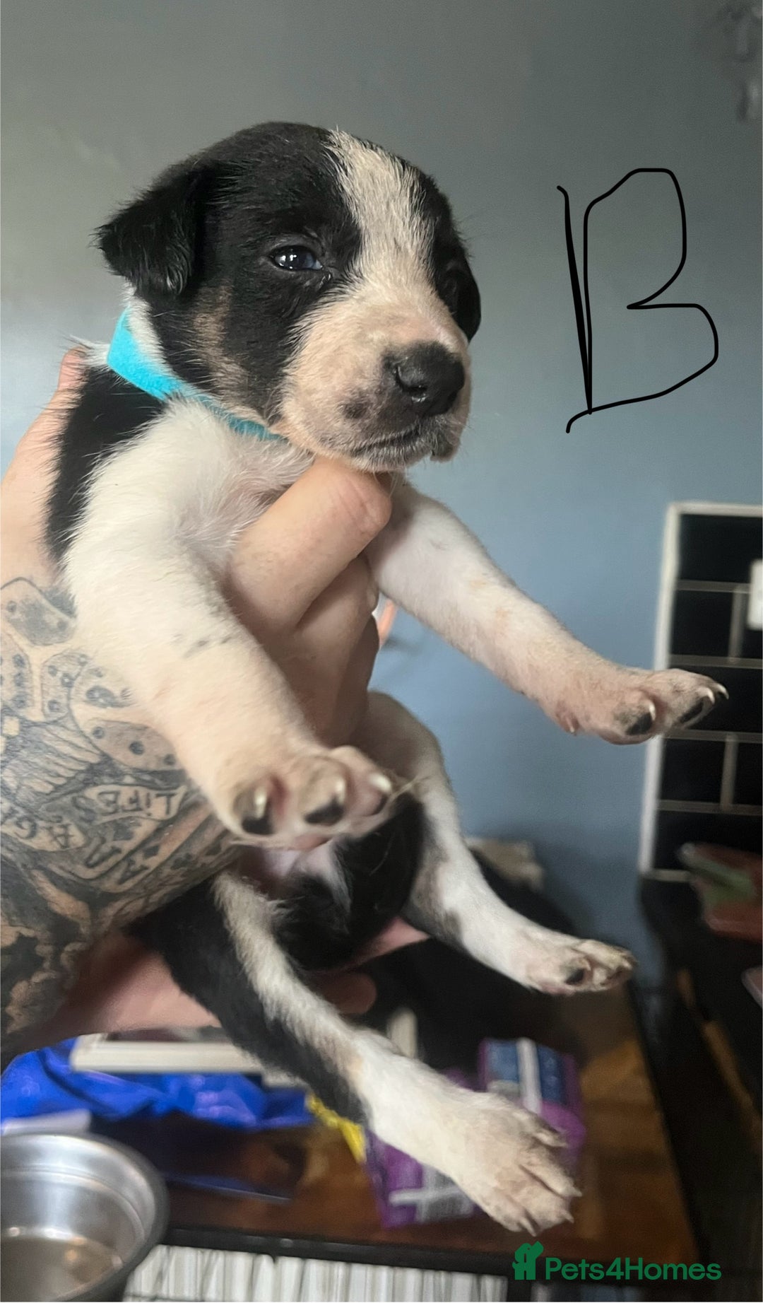 Border Collie dogs for sale: Border collie puppies - Image 15