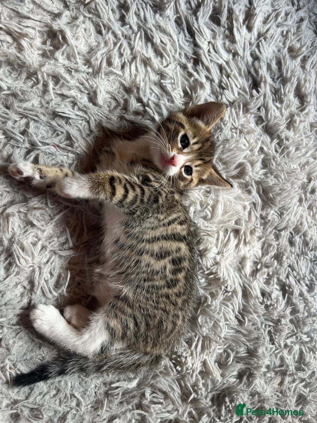 Mixed Breed cats for sale: Mixed breed cheeto kittens  - Advert 7