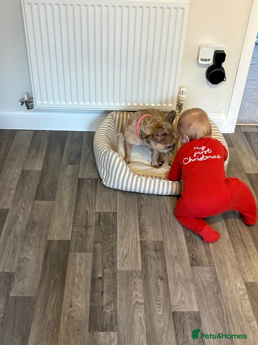 French Bulldog dogs for sale: Fully trained French bulldog  - Advert 6