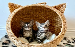 Bengal cats for sale: Rare Glitter Pedigree Bengal Female - Show Quality - Image 16
