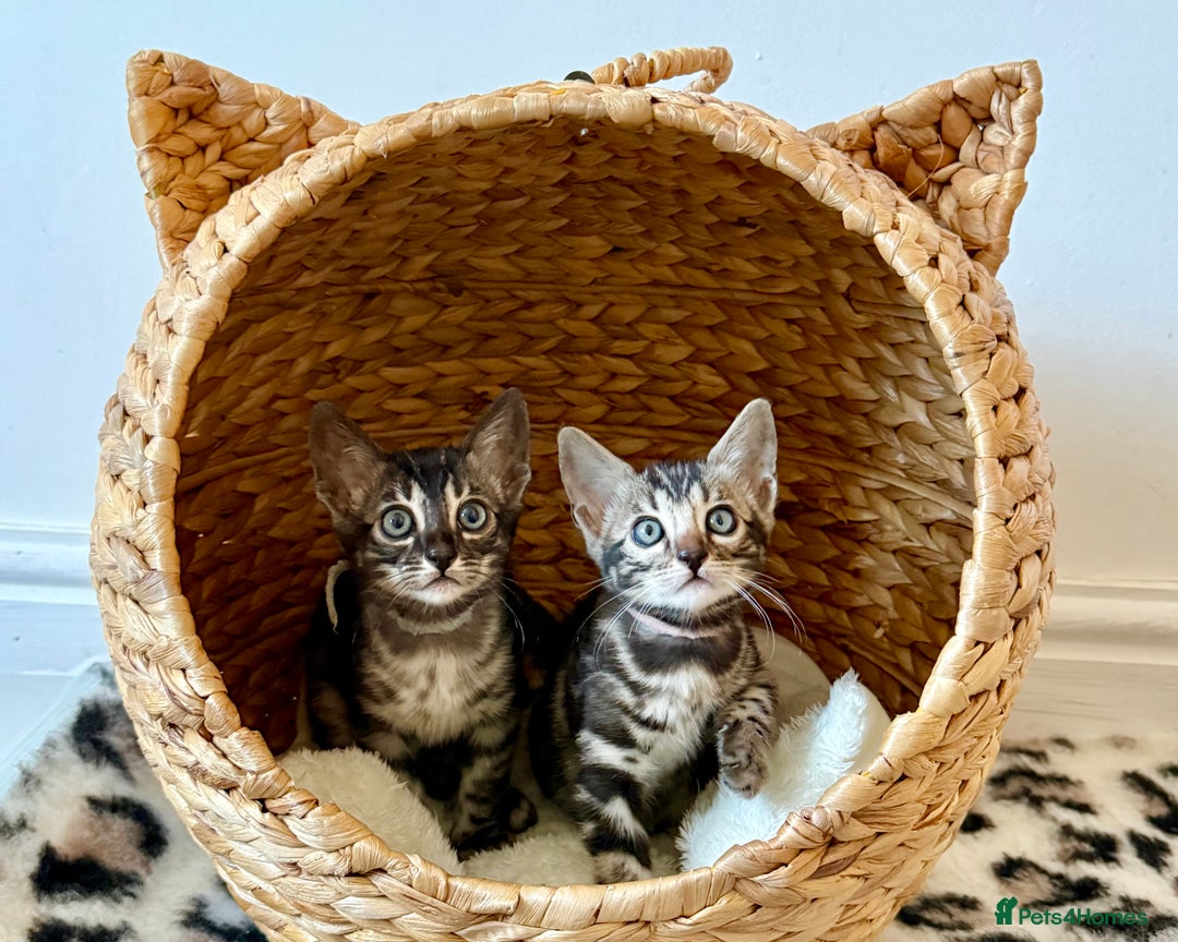 Bengal cats for sale: Rare Glitter Pedigree Bengal Female - Show Quality - Image 16