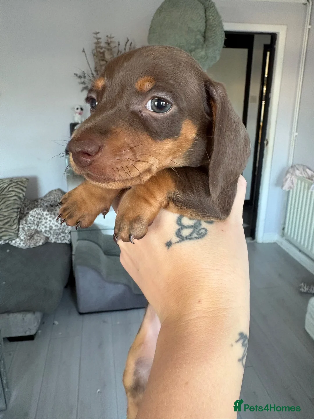 Miniature Dachshund dogs for sale: Miniature Daschund puppys  - Advert 2