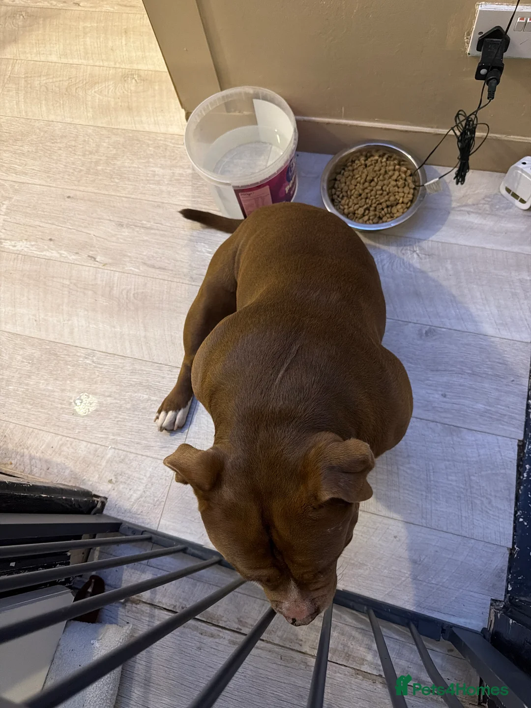 American Bully dogs for sale: 🧸Teddy  - Advert 2