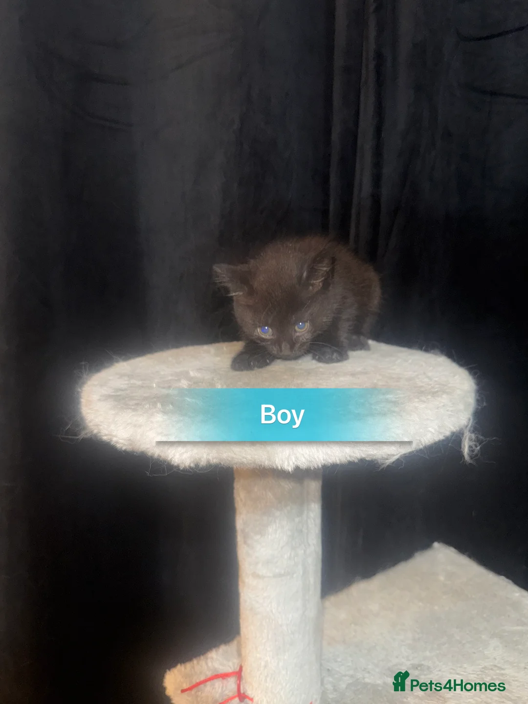 Mixed Breed cats for sale: Beautiful Chucky kittens for sale  - Advert 16