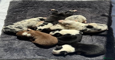 Australian Shepherd dogs - Advert 9