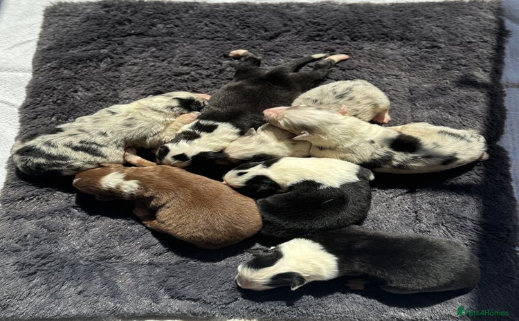 Australian Shepherd dogs - Advert 4