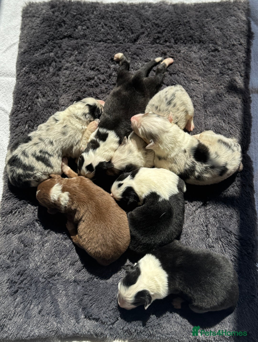 Australian Shepherd dogs for sale: KC registered Australian Shepard puppies - Image 1