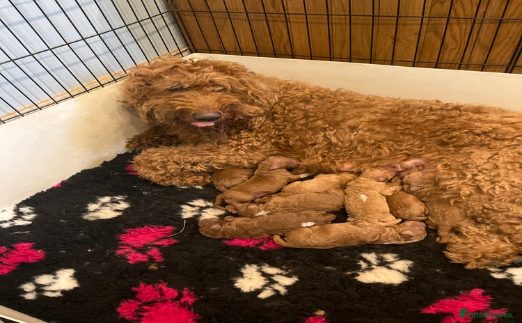 Goldendoodle dogs in Whitchurch - Advert 6