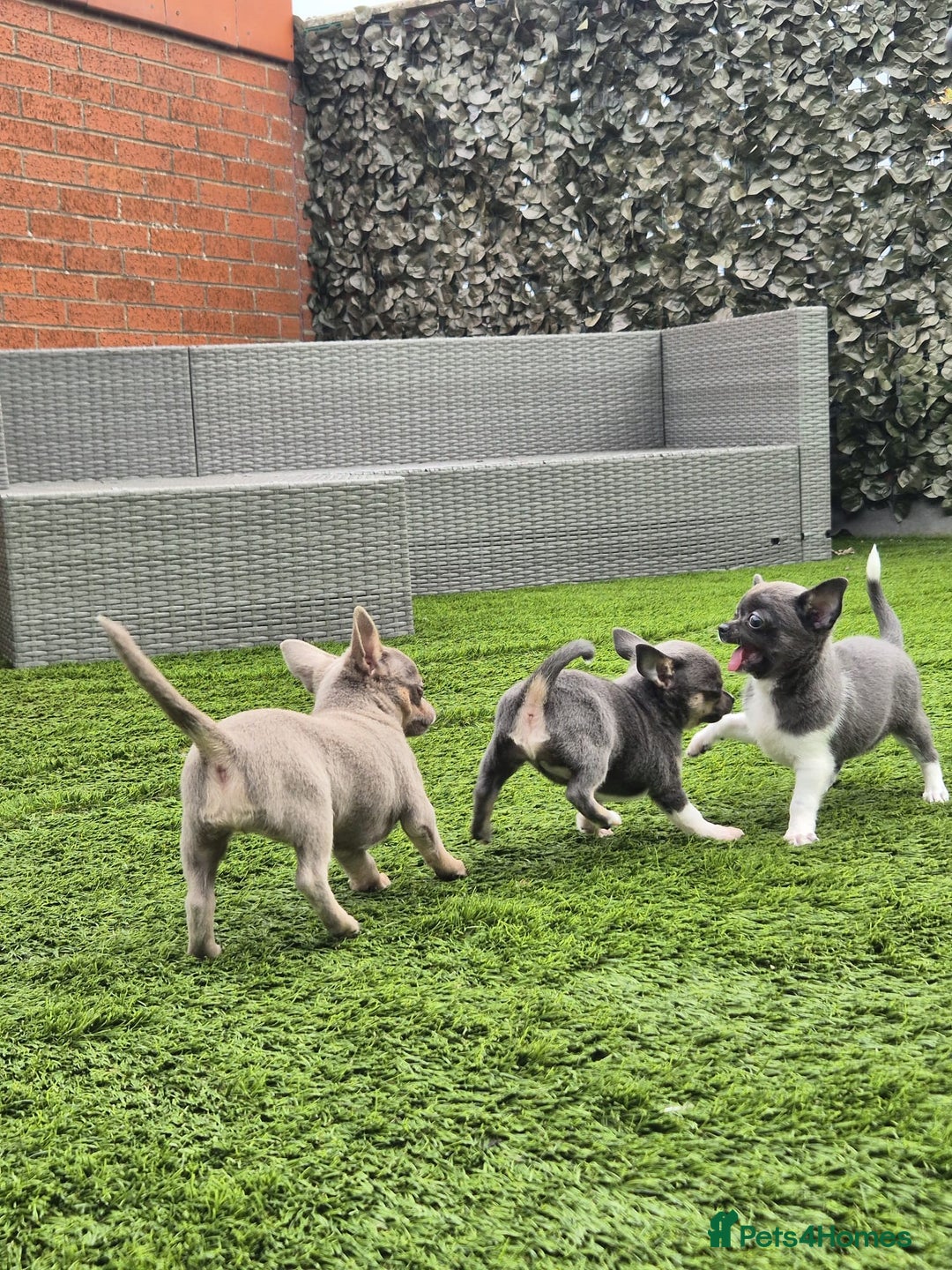 Chihuahua dogs for sale: Chihuahua female puppies  - Image 18