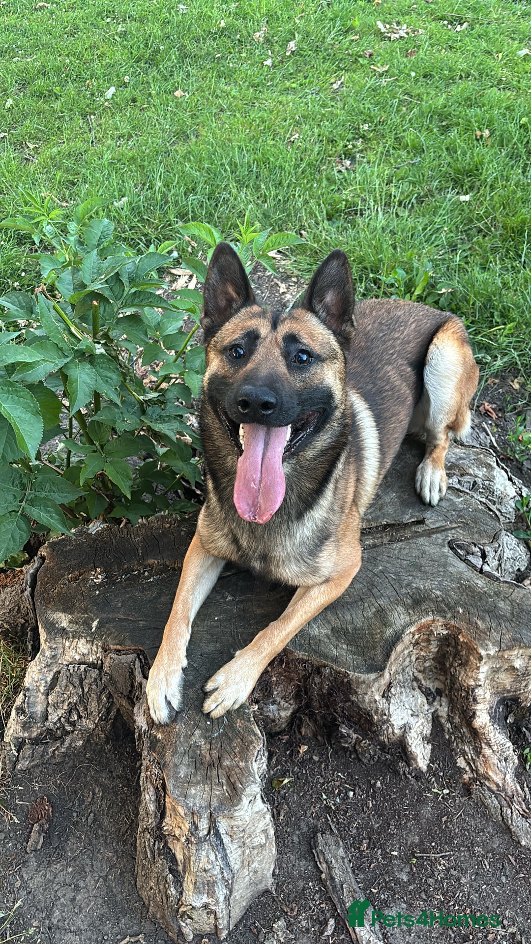 Belgian Shepherd Dog dogs for stud: Belgian malinois for stud  - Image 3