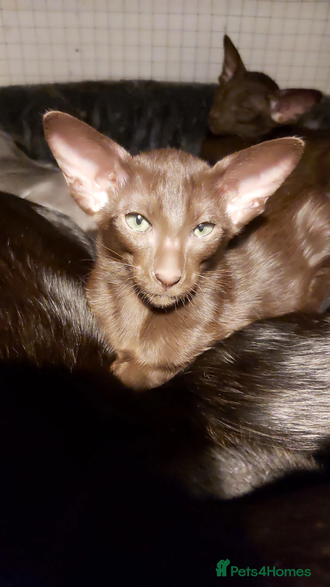 Oriental cats for sale: Full Pedigree Oriental 6 Kittens XL size ears GCCF - Advert 2