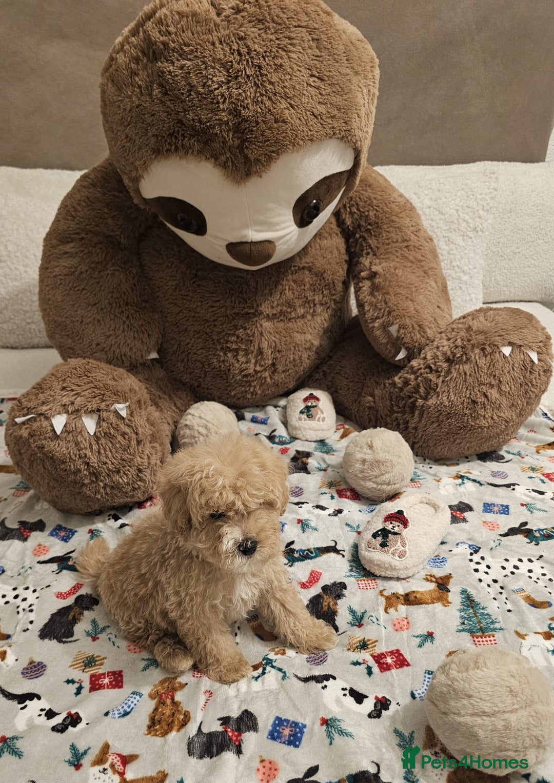 Maltipoo dogs for sale: Amazing apricot color Maltipoo puppies! - Advert 12