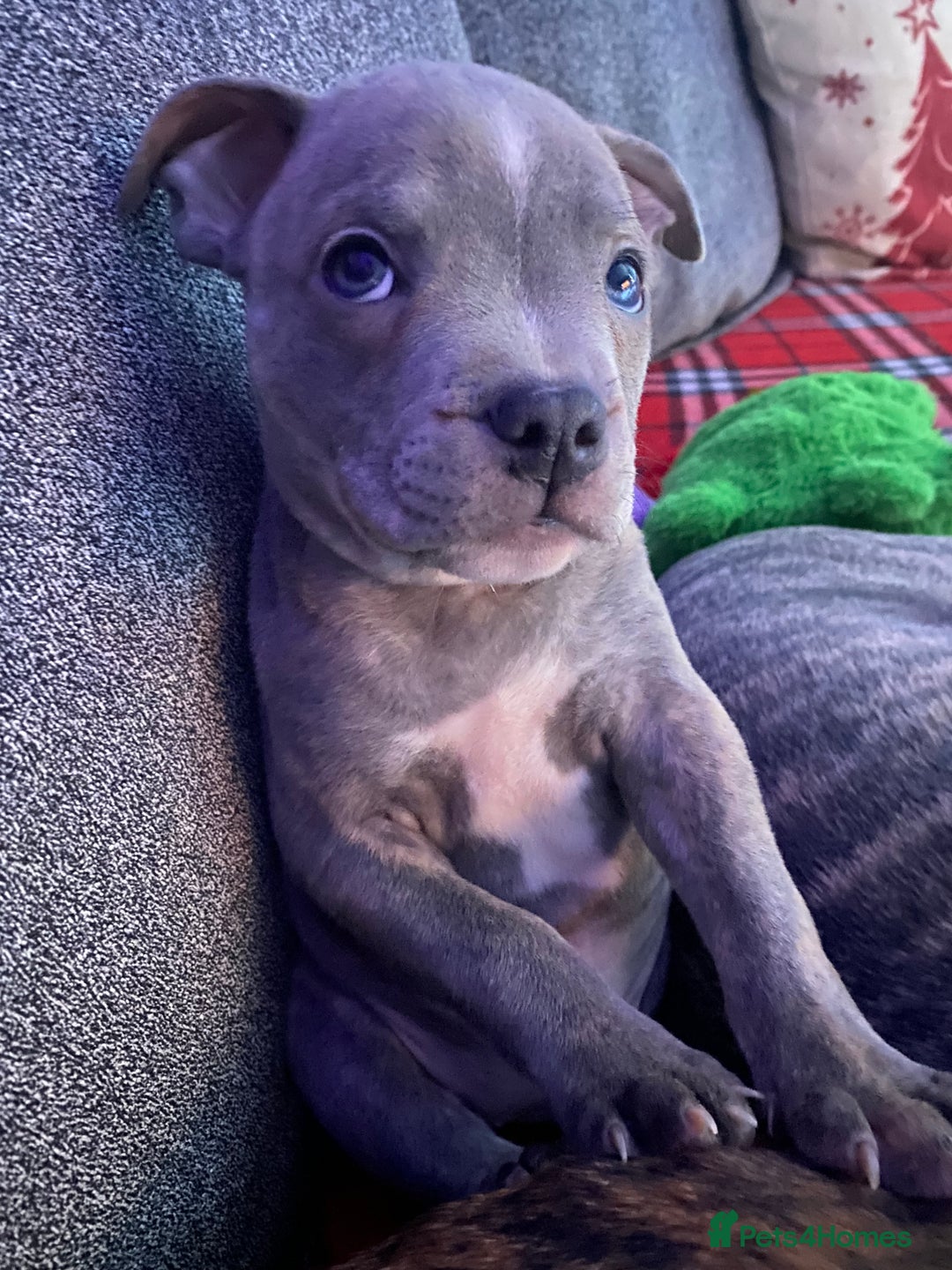 Staffordshire Bull Terrier dogs for sale: Blue Brindle Staffy Pup  - Advert 9