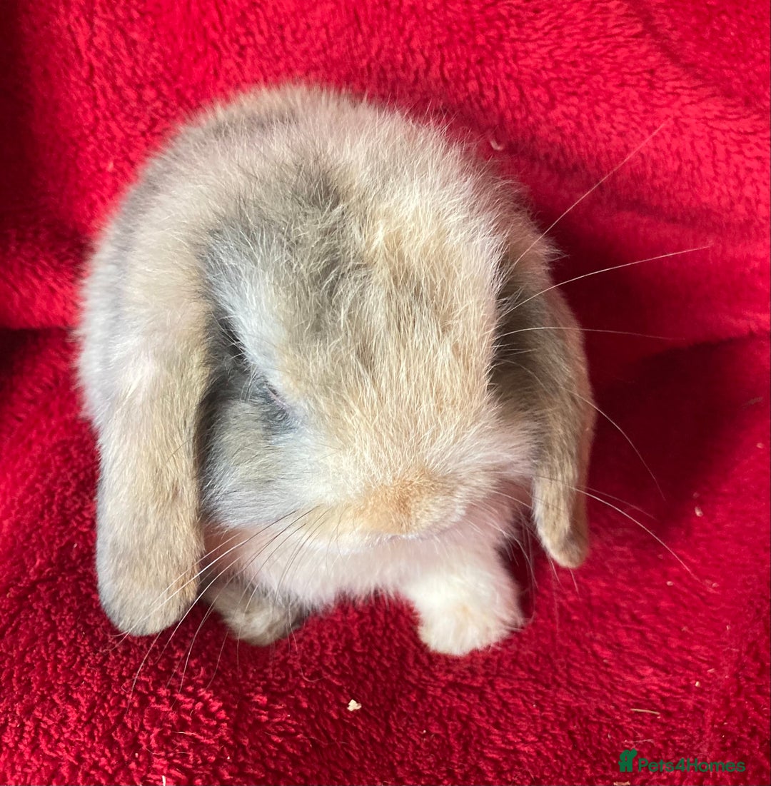 Mini Lop rabbits for sale: Gorgeous Pure Mini Lop Rabbit - Image 3