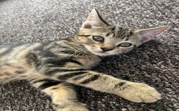 Domestic Shorthair cats for sale: Beautiful Domestic Shorthair kitten - Image 8