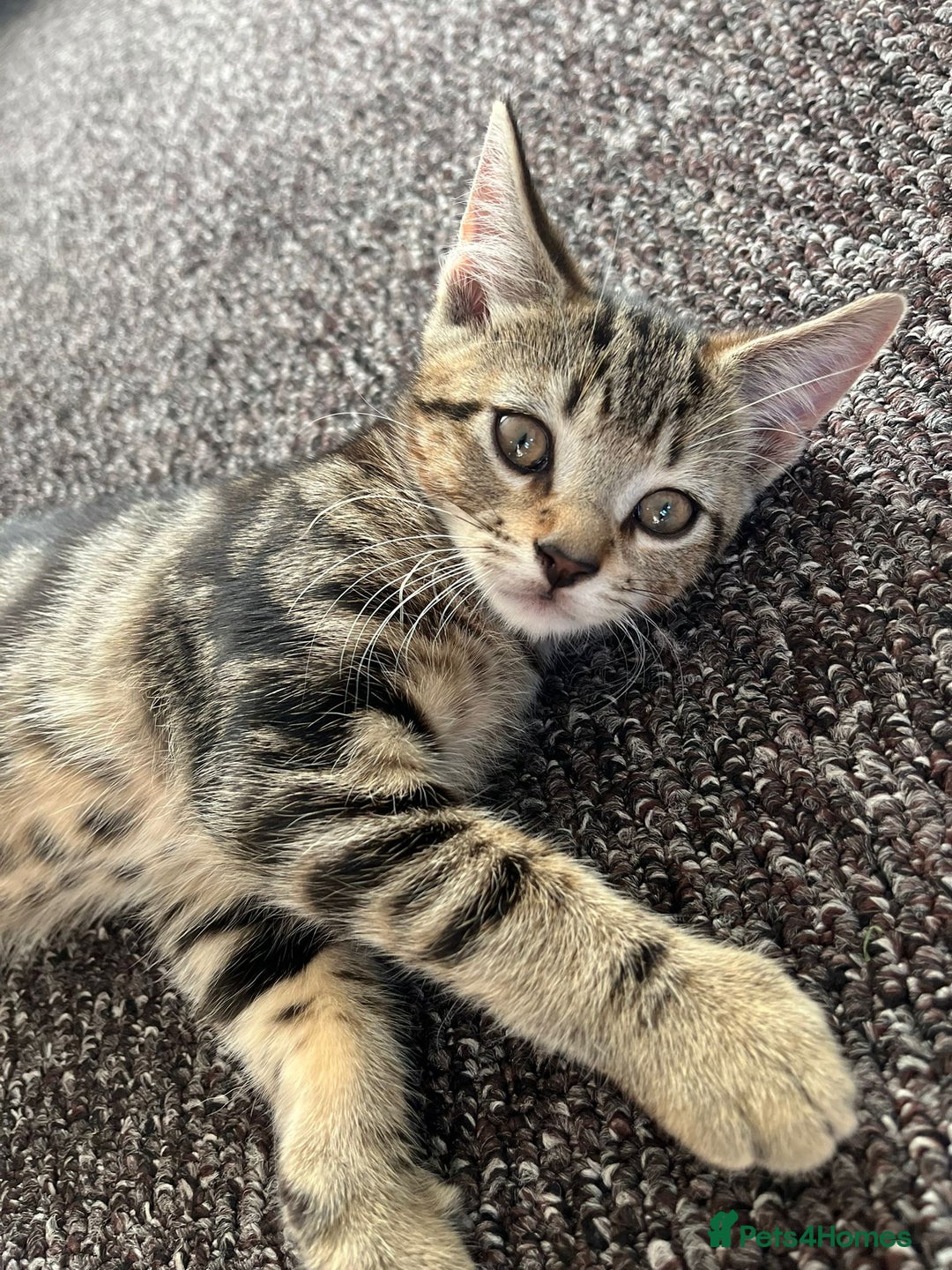 Domestic Shorthair cats for sale: Beautiful Domestic Shorthair kitten - Image 8