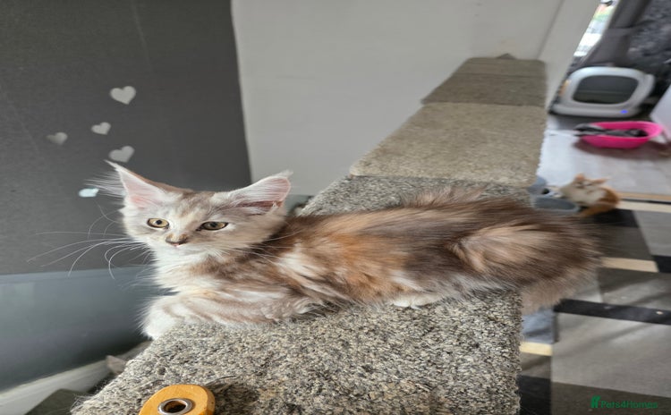 Maine Coon cats in Blackpool - Advert 8