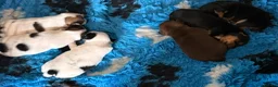 Jack Russell dogs for sale: Jack Russell puppy’s  - Advert 8
