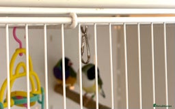 Finches birds for sale: 1 female Java and pair of gouilden  finches  - Image 12