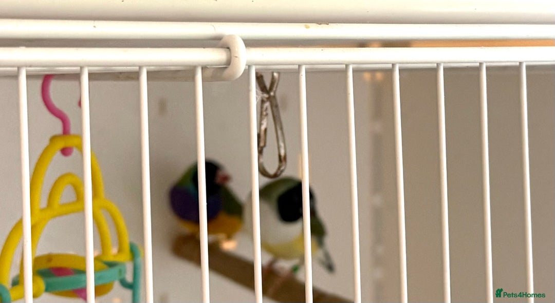 Finches birds for sale: 1 female Java and pair of gouilden  finches  - Image 12