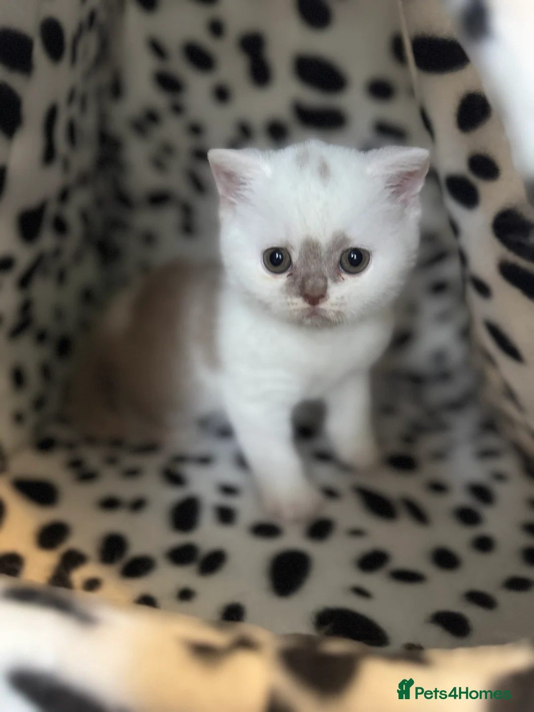 British Shorthair cats for sale: Tica reg lilac harlequin bsh  - Advert 5