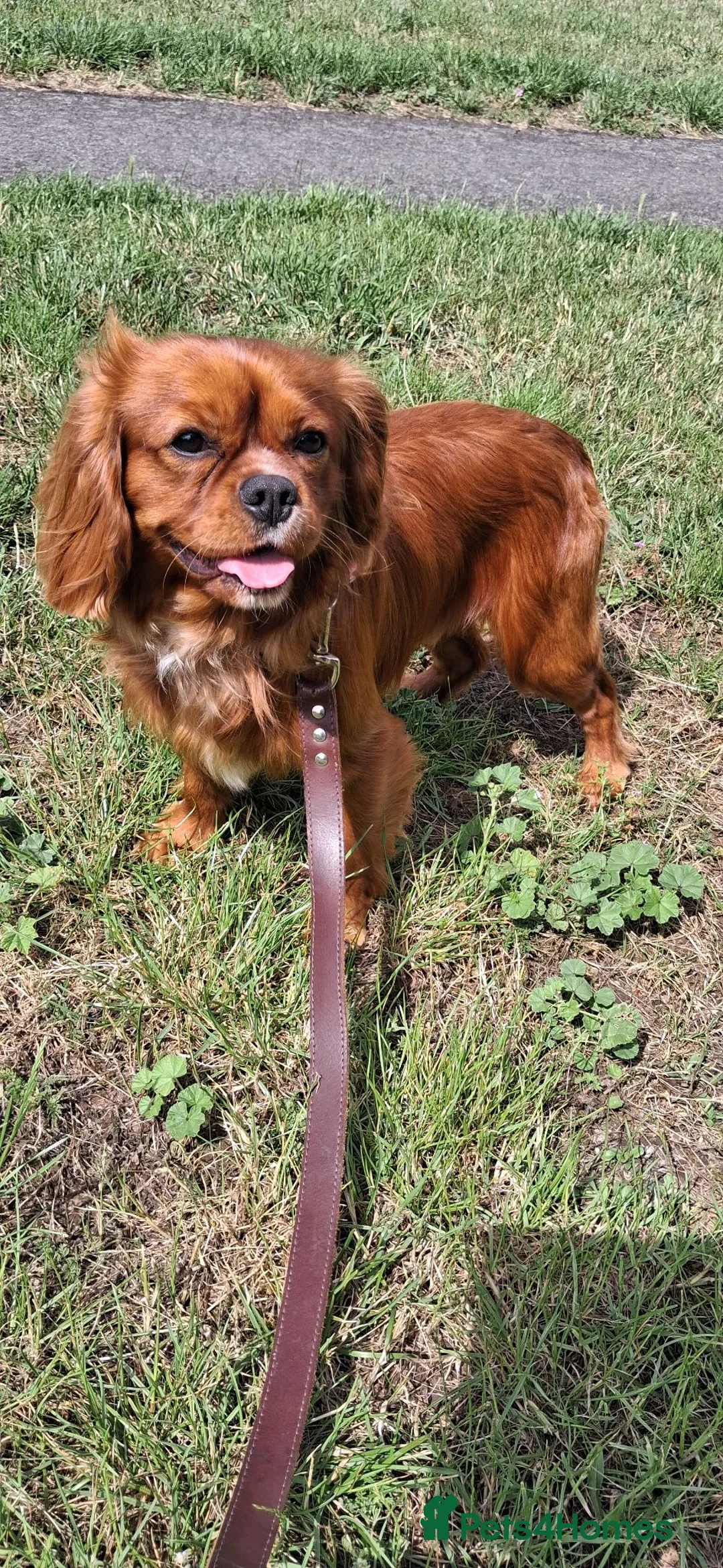 Cavalier King Charles Spaniel dogs for stud: KC Registered Stanley the King Charles  - Advert 7