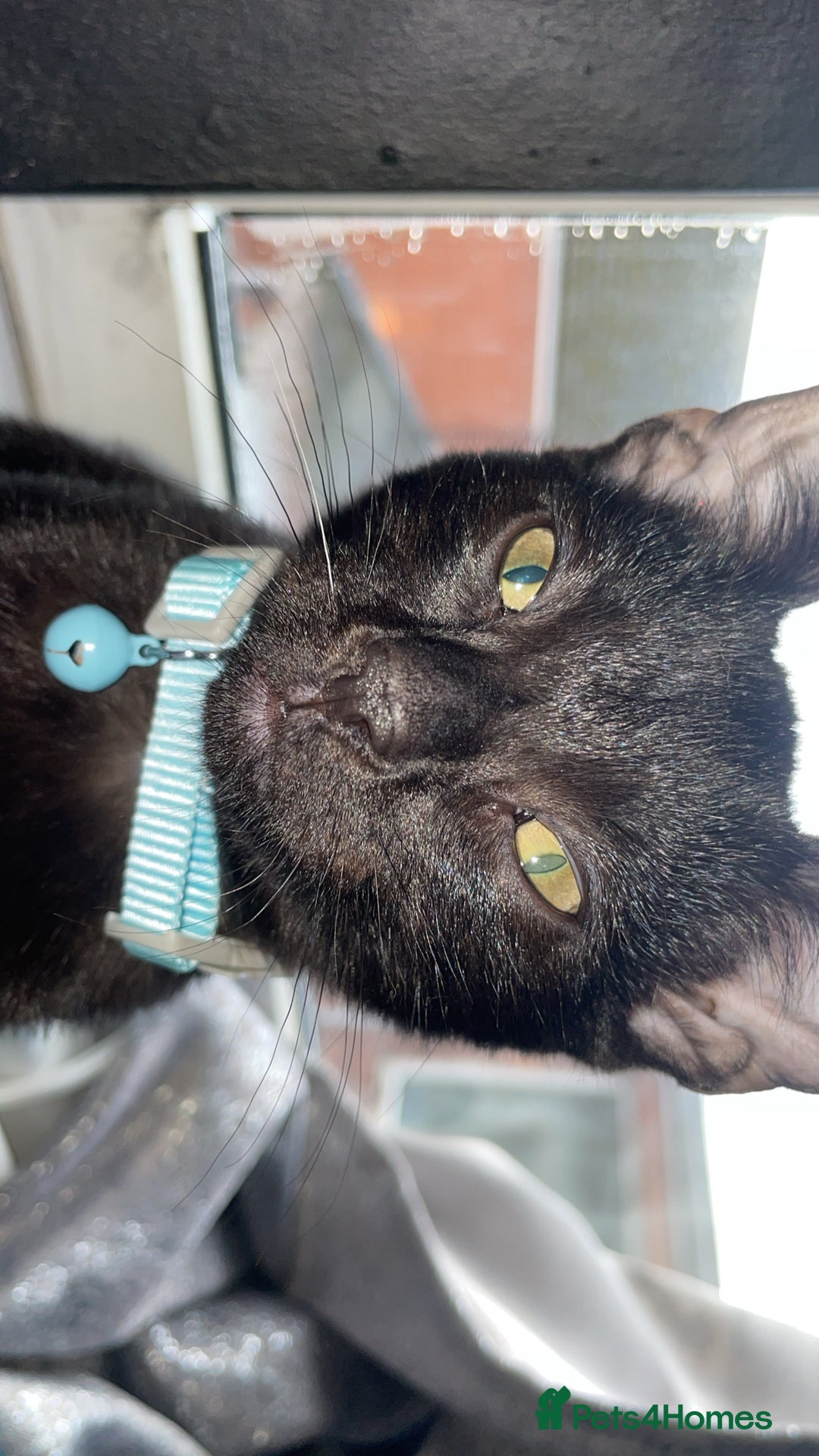 Mixed Breed cats for sale: russian black for sale - Advert 2