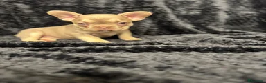 French Bulldog Puppy 2