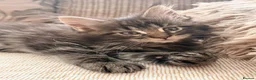Maine Coon cats for sale: Pure breed Maine coon kittens for sale - Advert 21