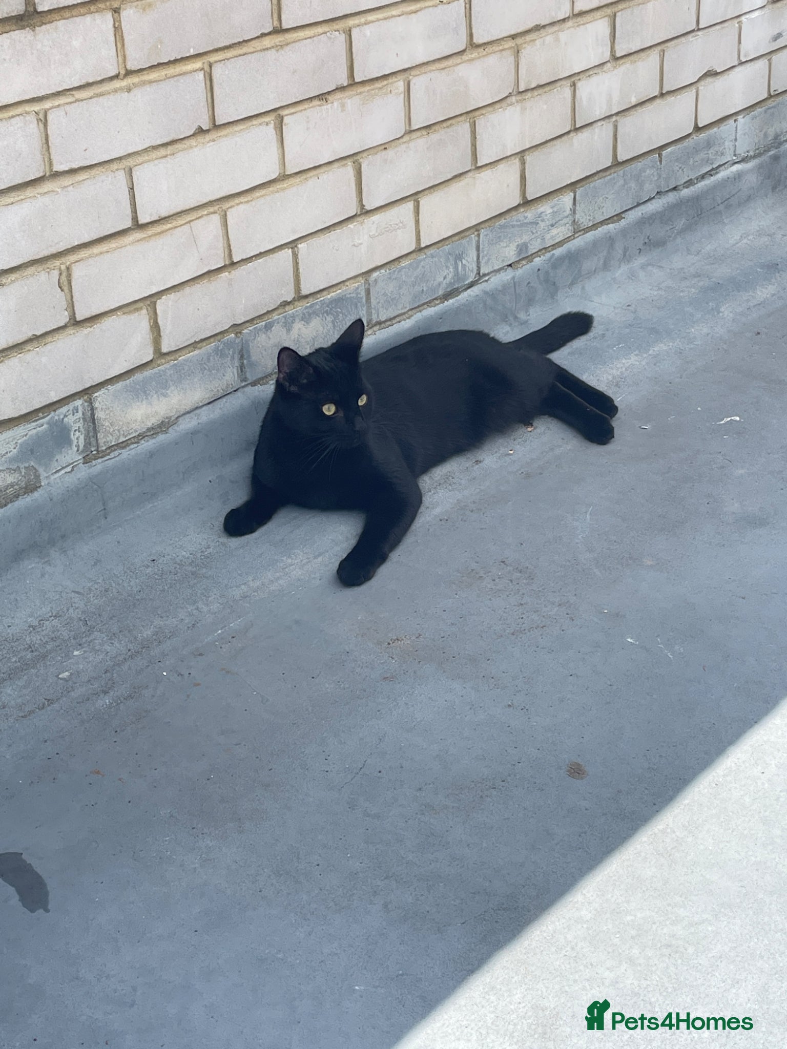 Mixed Breed cats Rocket - Advert 1