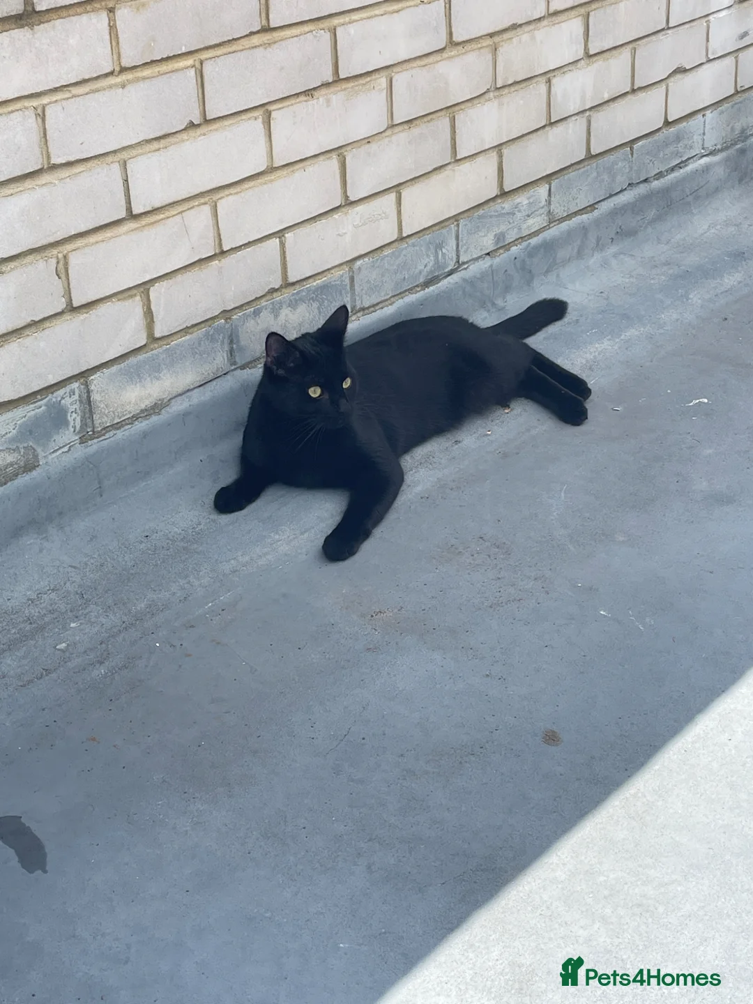 Mixed Breed cats for sale: Rocket in Gravesend - Advert 1