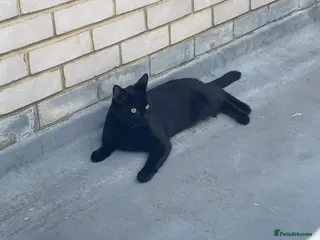 Mixed Breed cats Rocket - Advert 2