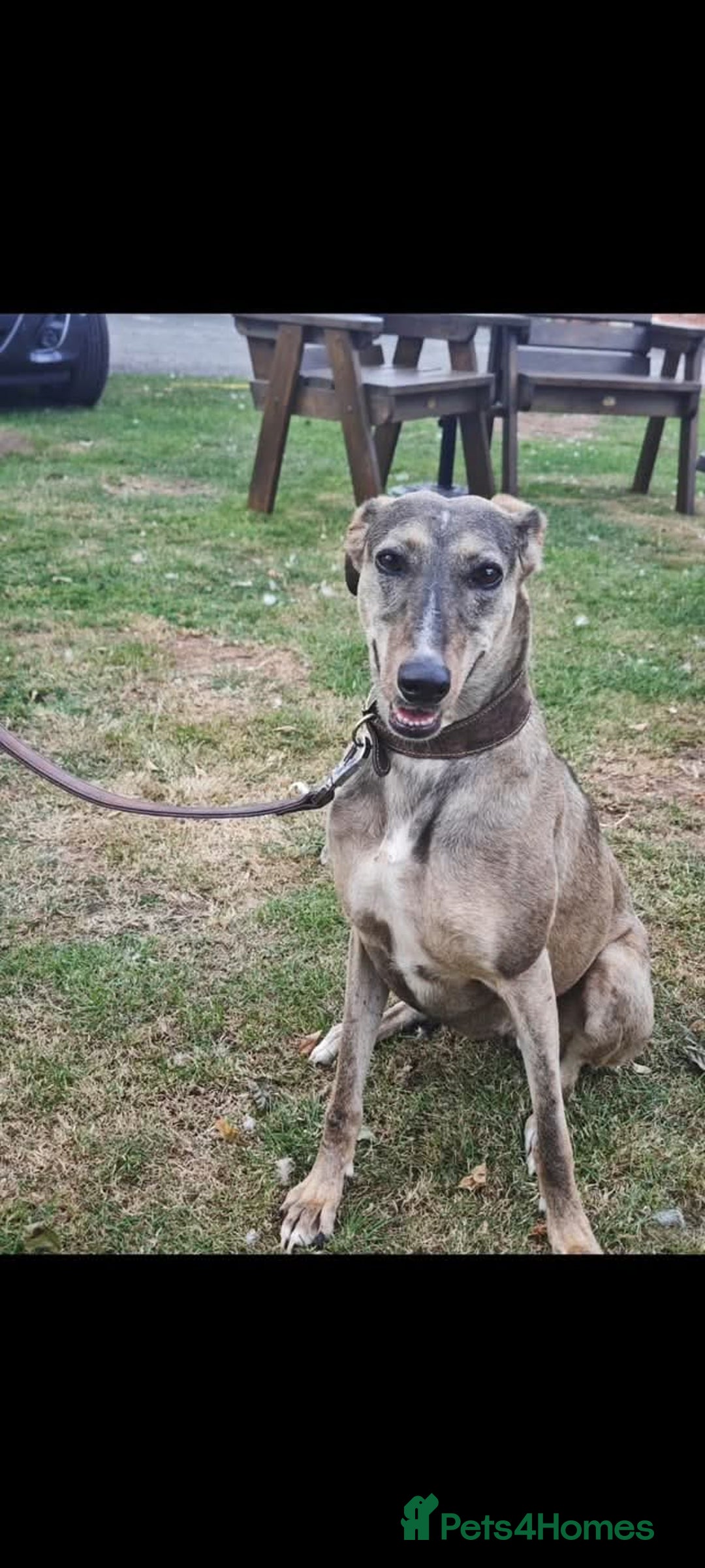 Lurcher dogs for adoption: Rosie - Image 6