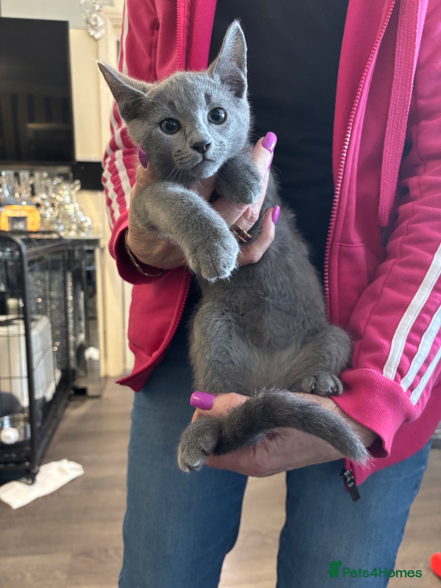 Russian Blue cats Russian Blue Boy 13 weeks old - Advert 11