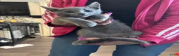 Russian Blue cats for sale: Russian Blue Boy 13 weeks old in Crowborough - Advert 1