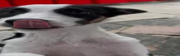Border Collie dogs for sale: Two beautiful puppies - Advert 8