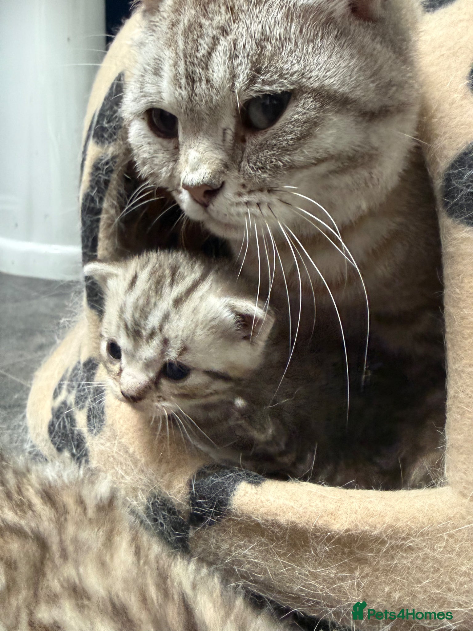 Domestic Shorthair cats Silver Tabby Kittens  - Advert 7