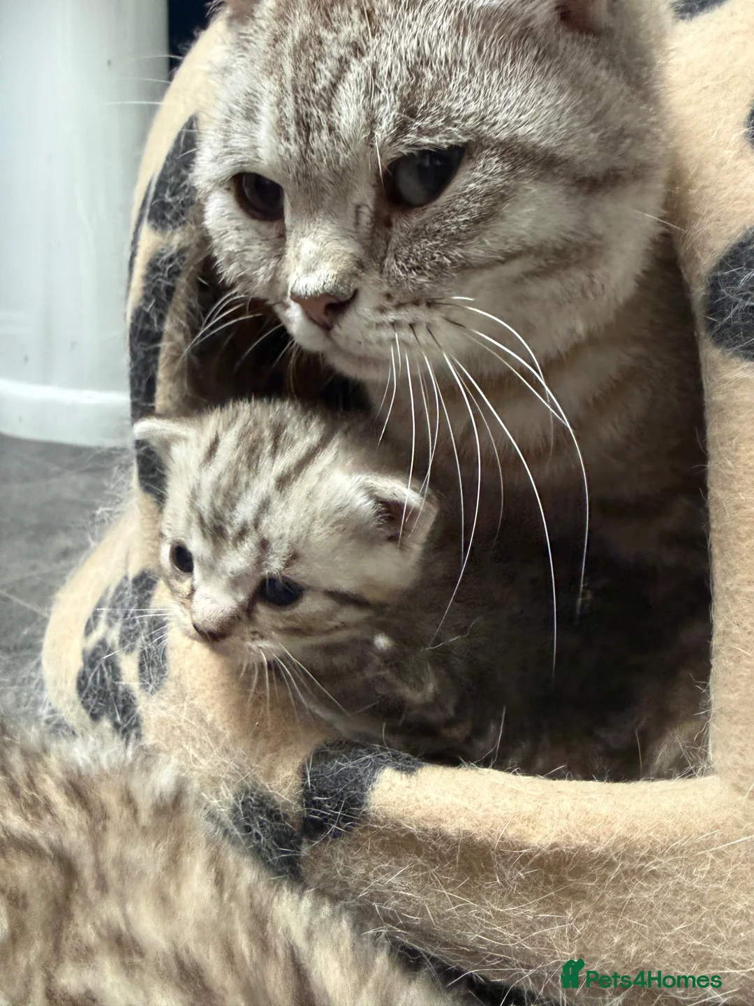 Domestic Shorthair cats for sale: Silver Tabby Kittens  - Advert 1