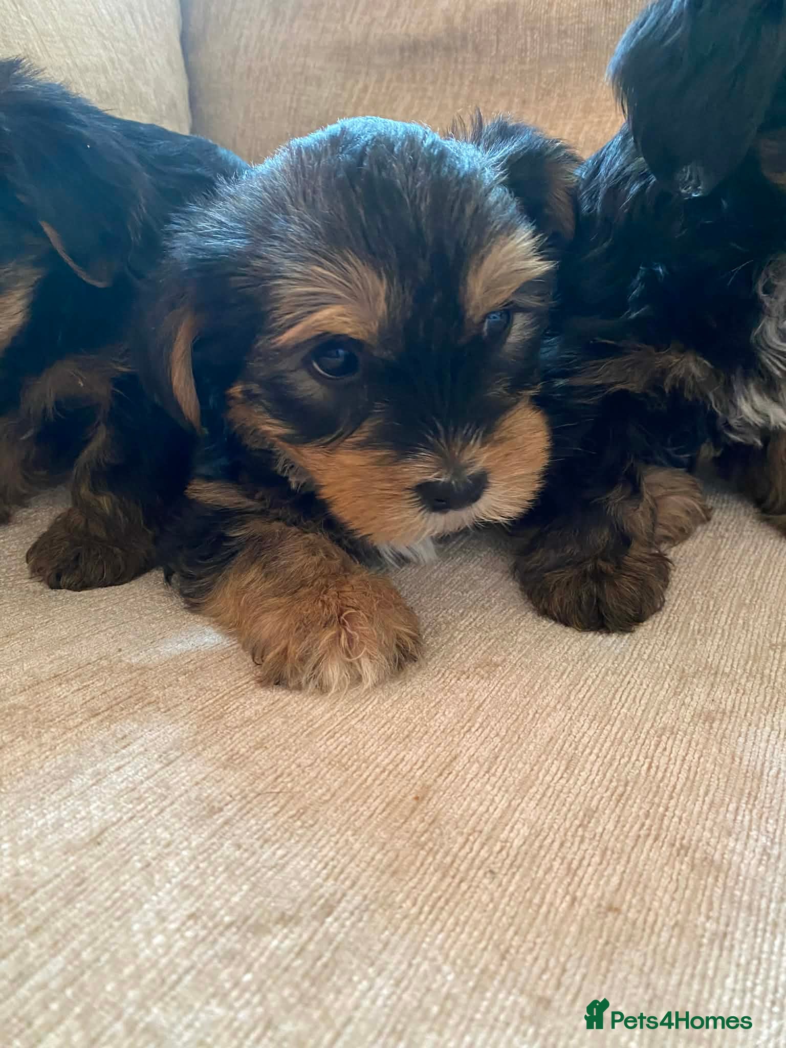 Yorkshire Terrier dogs Yorkshire Terrier Boys - Advert 1